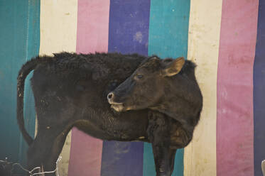 Schwarzes Kalb vor einer bunten Leinwand - CAVF64774