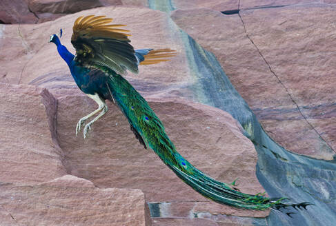 Peacock jumping in a rock - CAVF64782