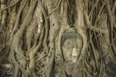 Buddha head embedded in a banyan tree at Wat Mahathat - CAVF64787
