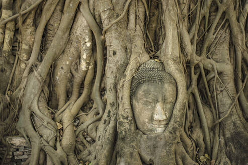 In einen Banyan-Baum eingelassener Buddha-Kopf im Wat Mahathat - CAVF64787