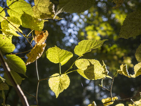 Deutschland, Bayern, Oberpfälzer Wald, Blätter im Sonnenlicht, lizenzfreies Stockfoto