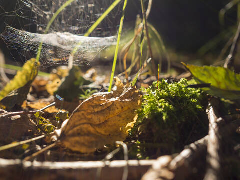 Germany, Bavaria, Upper Palatinate Forest, wilted leaves and web stock photo