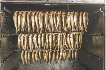 Deutschland, Schleswig-Holstein, Eckernforde, Geräucherter Sprottenfisch hängt in der Räucherkammer - KEBF01345