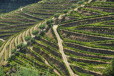 Portugal, Douro, Douro-Tal, Weinberge auf einem Hügel von oben gesehen - MRF02121