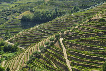 Portugal, Douro, Douro-Tal, Luftaufnahme von Weinbergen auf einem Hügel - MRF02122