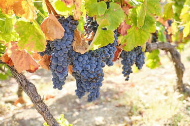 Portugal, Douro, Douro Valley, Grapes in vineyard seen on sunny day - MRF02125