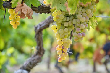 Portugal, Douro, Douro-Tal, Grüne Trauben im Weinberg an einem friedlichen Tag - MRF02126