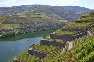 Portugal, Douro-Tal, terrassierter Weinberg mit Blick auf den Douro-Fluss - MRF02129