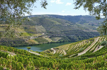 Portugal, Douro-Tal, terrassierter Weinberg mit Blick auf den Douro-Fluss - MRF02130