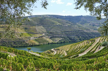 Portugal, Douro Valley, terraced vineyard overlooking Douro river - MRF02130