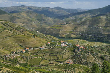 Portugal, Douro Valley, terraced vineyard overlooking village and Douro river - MRF02131