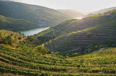 Portugal, Douro-Tal, terrassierter Weinberg mit Blick auf den Douro-Fluss - MRF02136