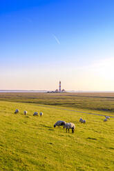 Schafherde beim Grasen auf einer Weide an der Nordsee, Westerheversand, Deutschland - EGBF00353