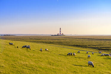 Flock of sheep grazing on pasture at the North Sea, Westerheversand, Germany - EGBF00354