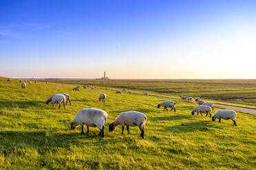 Flock of sheep grazing on pasture at the North Sea, Westerheversand, Germany - EGBF00355