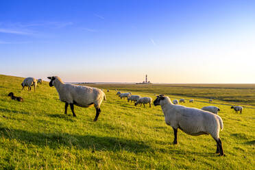 Flock of sheep grazing on pasture at the North Sea, Westerheversand, Germany - EGBF00356