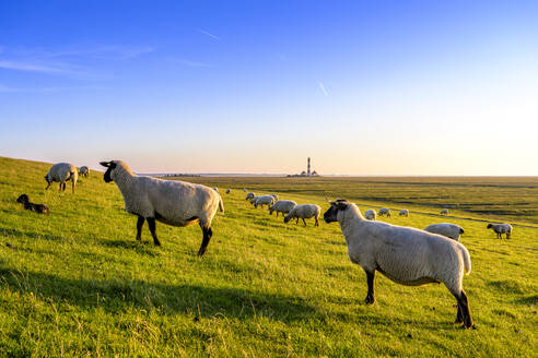 Schafherde beim Grasen auf einer Weide an der Nordsee, Westerheversand, Deutschland - EGBF00356