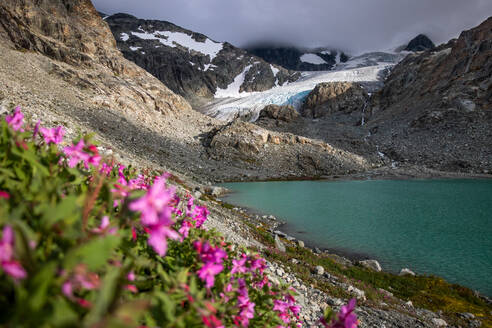 Rosa Blumen inmitten von Felsen mit See und Gletscher - CAVF64838
