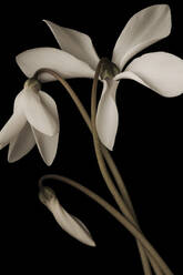 Blumenblüten Stillleben auf schwarzem Hintergrund - CAVF64876