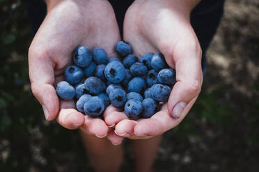 Eine Handvoll frisch gepflückter Blaubeeren von einer Blaubeerfarm - CAVF64927