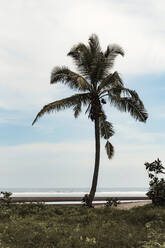 Palm tree on the beach - CAVF64969