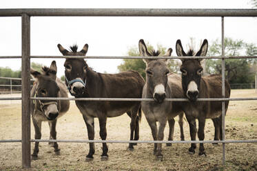Four Donkeys Staring Through Fence on a Farm in Arizona - CAVF65039