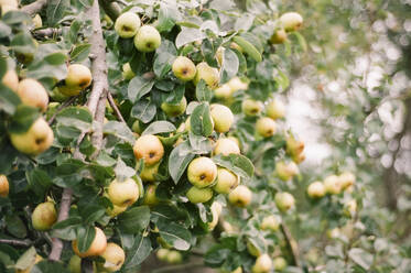 Yellow Green Pears Growing on a Tree with Green Leaves - CAVF65042