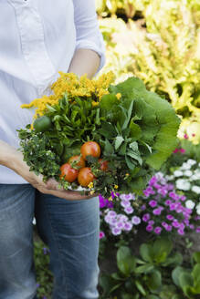 Woman holding bowl of harvested wild herbs sorrel, oregano, coltsfoot, herb gerard, nettle, goldenrod and tomatoes - EVGF03479