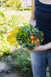 Woman holding bowl of harvested wild herbs sorrel, oregano, coltsfoot, herb gerard, nettle, goldenrod and tomatoes - EVGF03480