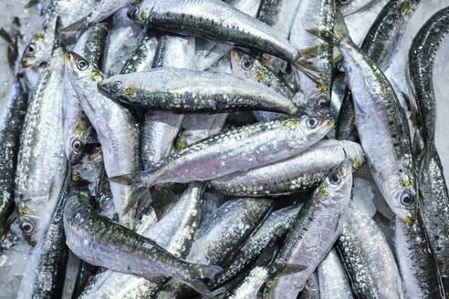 Portugal, Alentejo, Vila Nova de Milfontes, Heap of fresh sardines - MRF02189