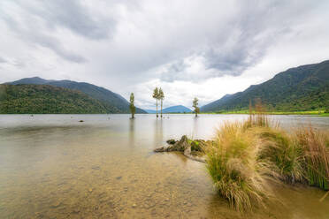 Neuseeland, Südinsel, Graswuchs am Ufer des Poerua-Sees mit bewaldeten Hügeln im Hintergrund - SMAF01590