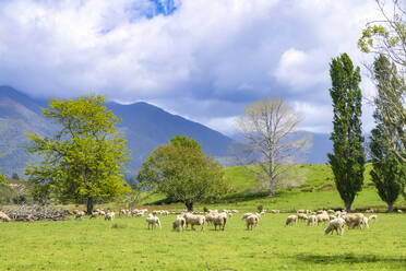 New Zealand, South Island, Tekaka, Flock of sheep grazing in green pasture - SMAF01604