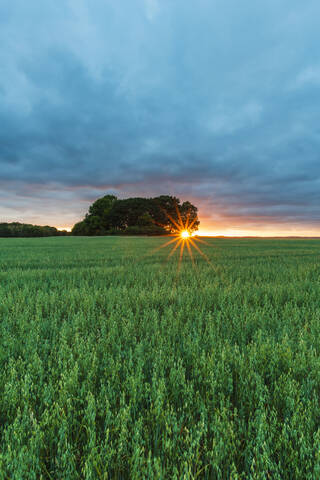 Feld bei Sonnenuntergang, lizenzfreies Stockfoto