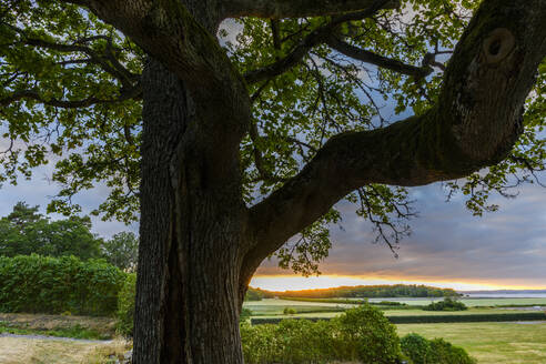 Tree at sunset - JOHF02157