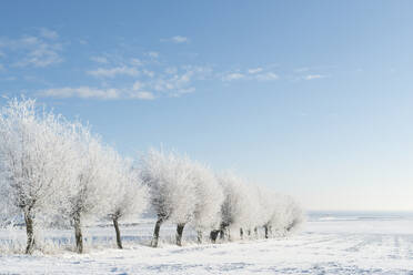 Bäume im Winter - JOHF02320