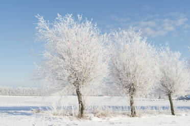 Bäume im Winter - JOHF02321