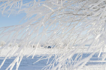 Snow on branches - JOHF02322
