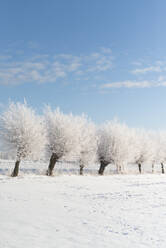 Bäume im Winter - JOHF02323