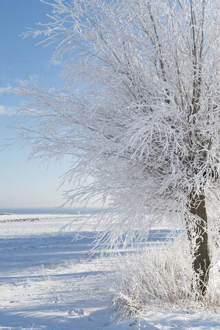 Baum im Winter, lizenzfreies Stockfoto