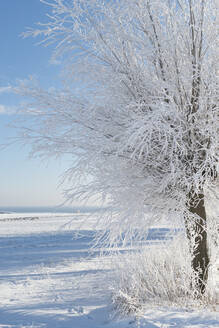 Baum im Winter - JOHF02324