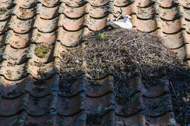 Vogelnest auf dem Dach - JOHF02344