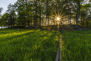 Forest at meadow - JOHF02353