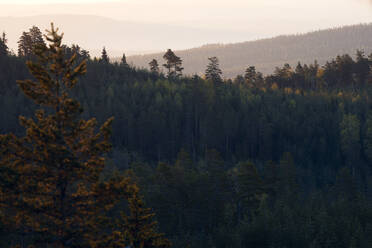 Wald bei Sonnenuntergang - JOHF02407