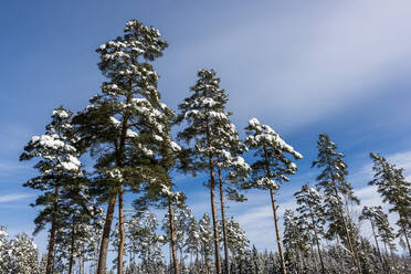 Winterbäume gegen blauen Himmel - JOHF02507