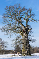 Alter Baum im Winter - JOHF02509