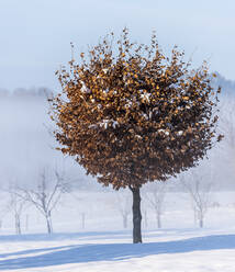 Baum im Winter - JOHF02512