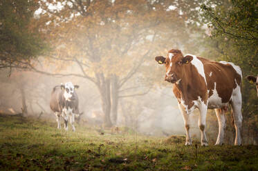 Kühe auf der Weide - JOHF02553