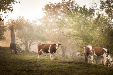 Cows on pasture - JOHF02554