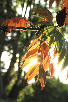 Deutschland, Sachsen, Zweig von Hirschhornsumach (Rhus typhina) im Herbst - JTF01385