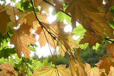 Germany, Saxony, Close-up of yellow maple leaves - JTF01388